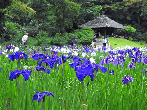 日本の原風景が残る「明治神宮御苑」、花菖蒲、蓮の花の競演する6月がおすすめ｜渋谷文化プロジェクト