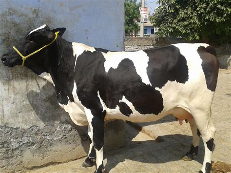 holstein friesian    price  karnal mehla dairy farms
