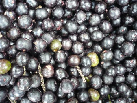 Fruit Warehouse Açaí Palm Euterpe Oleracea