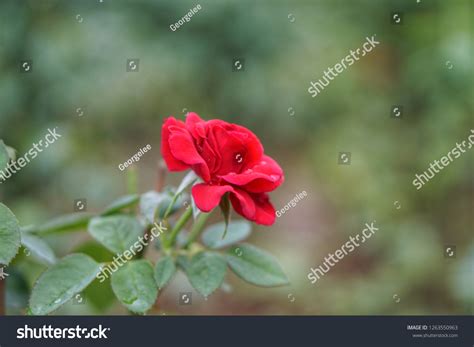 rose wallpaper stock photo  shutterstock