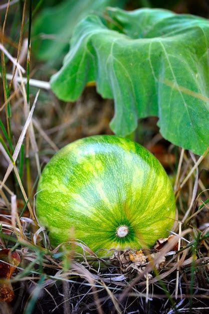 Calabaza Verde Que Crece En El Huerto Foto Premium