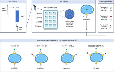 Workflow Of The ExoView Analysis From EV Isolation To SEV Profiling