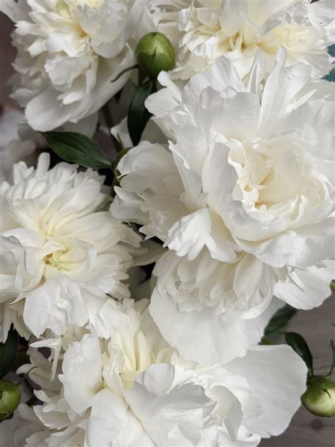 Белые пионы | Пионы, Белые пионы, Белые лилии