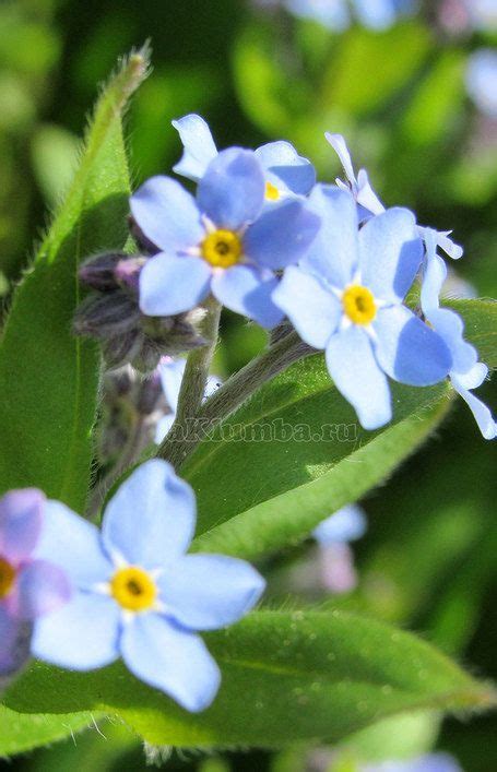 Незабудки - голубая нежность в саду - Клумбы и ландшафтный дизайн