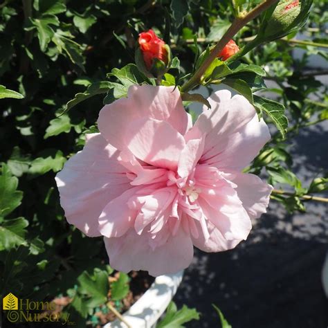 Hibiscus Syriacus Pink Chiffon® Rose Of Sharon From Home Nursery