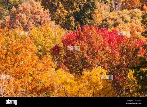Fall Leaf Color On Deciduous Trees Is A Result Of