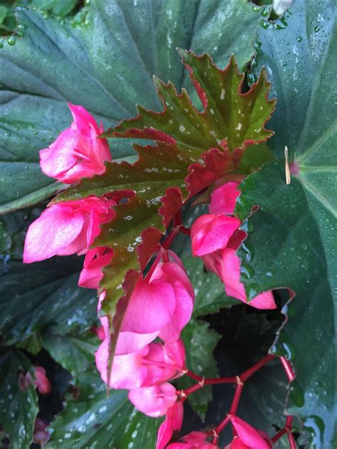 Begonia Lana Begônias