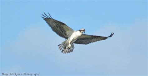 Male Osprey Chick That Was Hanging Around Lake Luxembourg At The