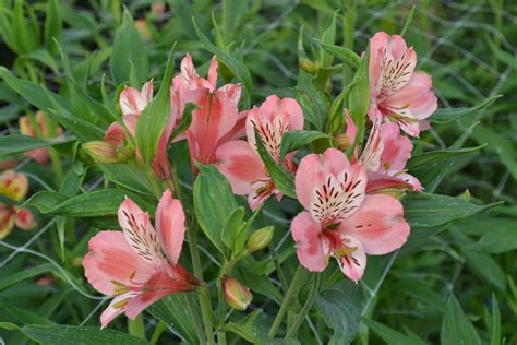Саженцы альстромерии - Цветы в Харькове, роза, альстромерия, саженцы роз