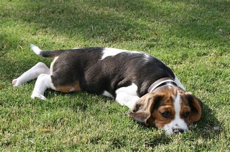 Beaglier (Beagle x Cavalier King Charles Spaniel Mix) Temperament, Puppies, Pictures