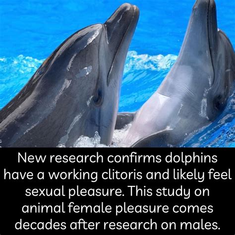 New Research Confirms Dolphins Have A Working Clitoris And Likely Feel