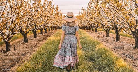 Pesta Cherry Blossom Di Cherryhill Orchards Klook Amerika Syarikat