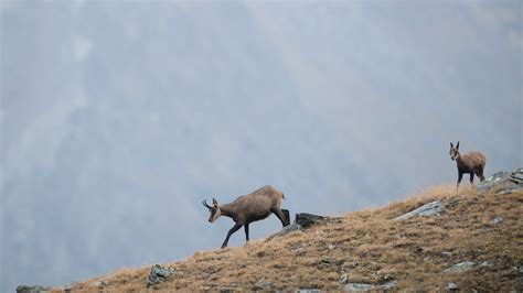 Gran Paradiso Wildlife / Tour Report September 2020