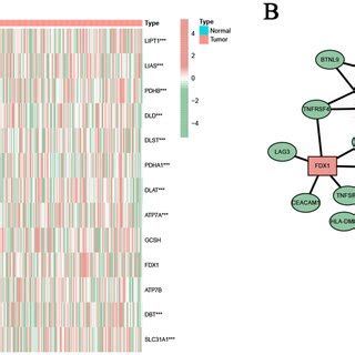 Identification Of Cuproptosis Related Icgs In Hcc A The Expression