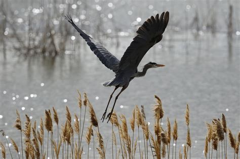 Bear River Migratory Bird Refuge Visit Utah
