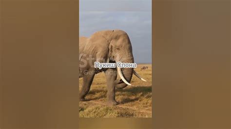 Пукиш Слона пукнул в гриву Льву 🦁🐘 #shorts #пукиш - YouTube