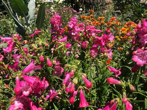 Blooming Everyday Penstemon Cha Cha Hot Pink