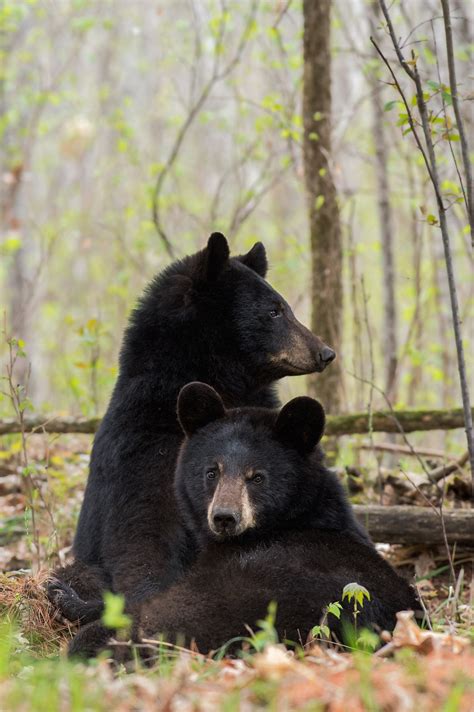 Can Bears Climb Trees Artofit