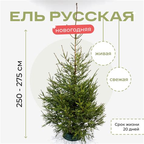 Елка живая Elki.one, 250-275 см - купить с доставкой по выгодным ценам ...