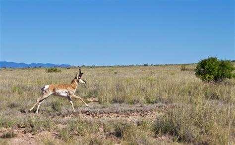 Evolution of Speed: How Has the Clever Pronghorn Outlived The American Cheetah? | Discover Magazine