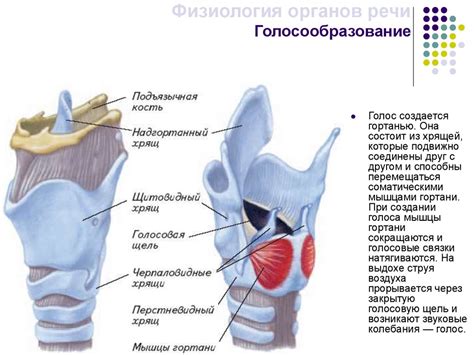 Анатомия, патология, физиология органов речи - презентация онлайн