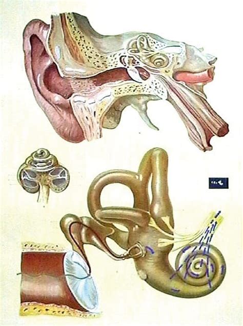 Urechea Umana Fiziologia Auzului Materialedidacticero