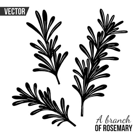 Premium Vector Vector Drawing With A Sprig Of Rosemary