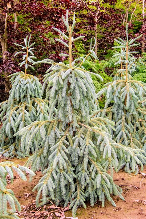 Picea Engelmannii Bush S Lace Engelmann Spruce Conifer Kingdom