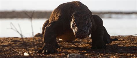 Komodo Dragons Have Iron-Coated Teeth, Study Finds | The Daily Caller