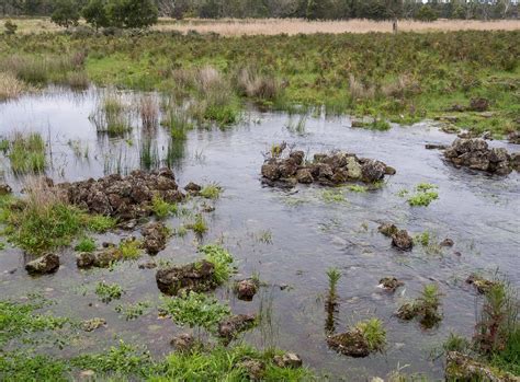 Eel Ponds — Sea Gardens Across the Pacific