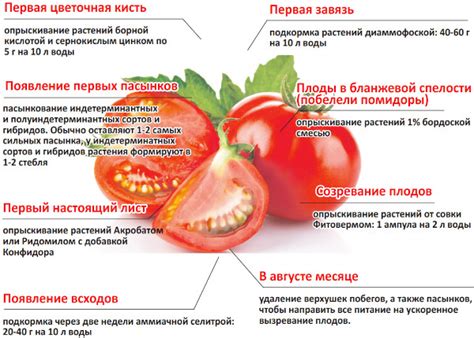 Томат Снежный барс. Описание сорта, фото, отзывы, урожайность