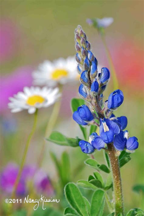 Wild About Texas: Bluebonnet Bouquet of Photos