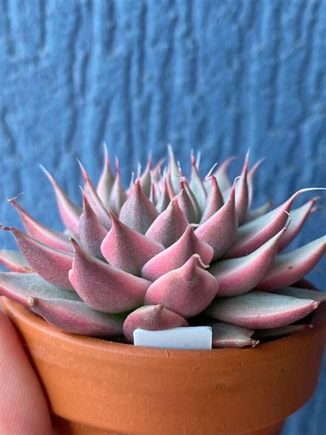 Echeveria Silver Star Variegata Succublast Korean Succulents Europe