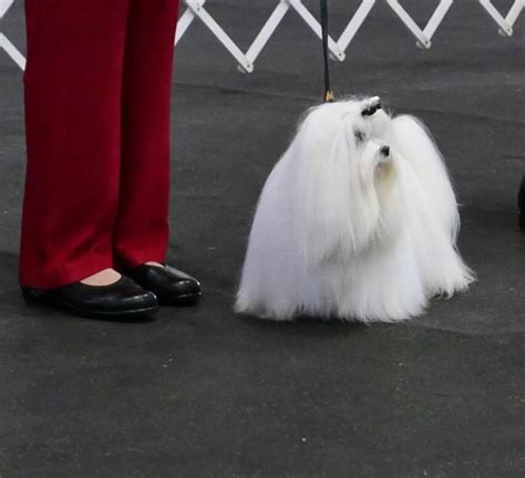 20 Japanese Chin Affenpinscher Stock Photos Pictures And Royalty Free