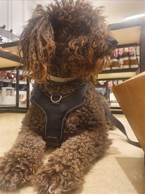 El Perro De Aguas Una Raza Llena De Energía ⋆ Arka De Noé