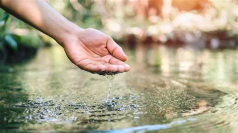 Forest Ecosystem Services: Carbon Sequestration, Water Filtration, and ...