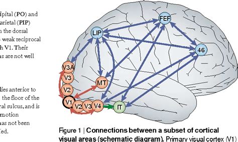 Figure 1 from Primary visual cortex and visual awareness | Semantic Scholar