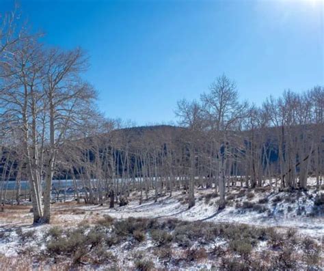 Discover the 'Trembling Giant' Pando, the World's Largest Living Organism