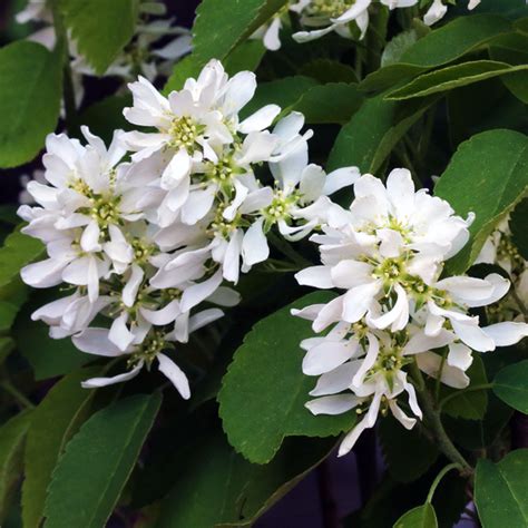 Ирга ольхолистная «Honeywood» - Amelanchier alnifolia «Honeywood»