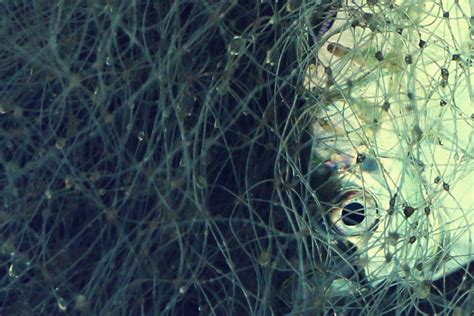 Contact Spacefish
