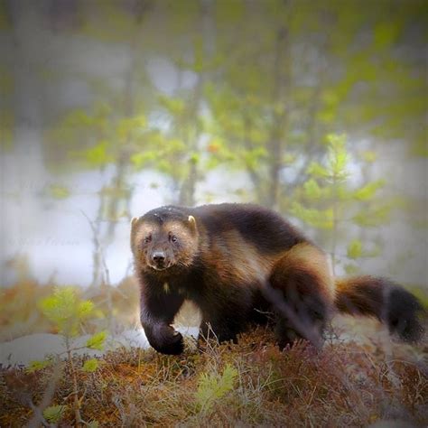 wolverine   pine forest finland wolverine animal animals