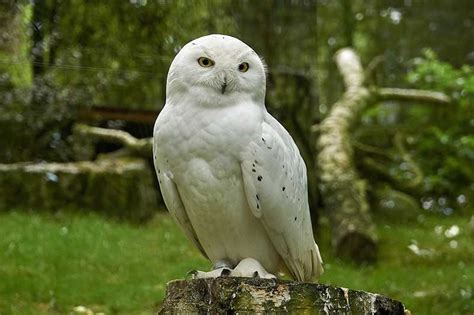 23 Birds Of Prey In Connecticut With Pictures Wildlife Informer