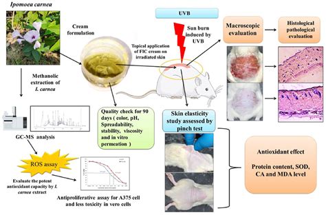 Investigating The Efficacy Of Topical Application Of Ipomoea Carnea