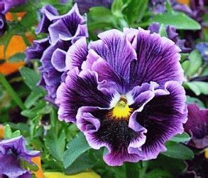 Анютины глазки (виола) – сорта, фото, описание | День дачника