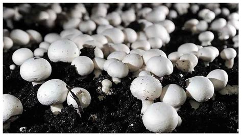 Mushroom Farming | పుట్టగొడుగుల పెంపకంతో లాభాలు ఇలా..!-Namasthe Telangana