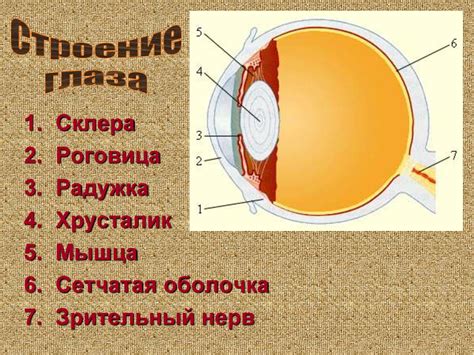 Лупа, фотоаппарат, проектор - презентация онлайн