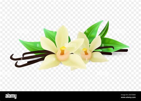 Realistic Vanilla Flowers And Sticks Vector Isolated On Transparent