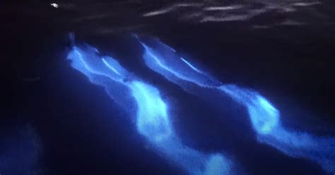 'Glowing' Dolphins Swim In California's Bioluminescent Waters | Curly Tales