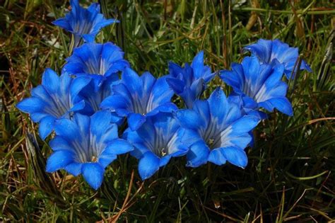 Купить семена Горечавка Gentiana (Лекарство царя Гентия) Plena в Москве ...