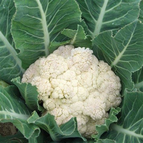 Coliflor Snowball E Semilla Hortalizas Germisemillas